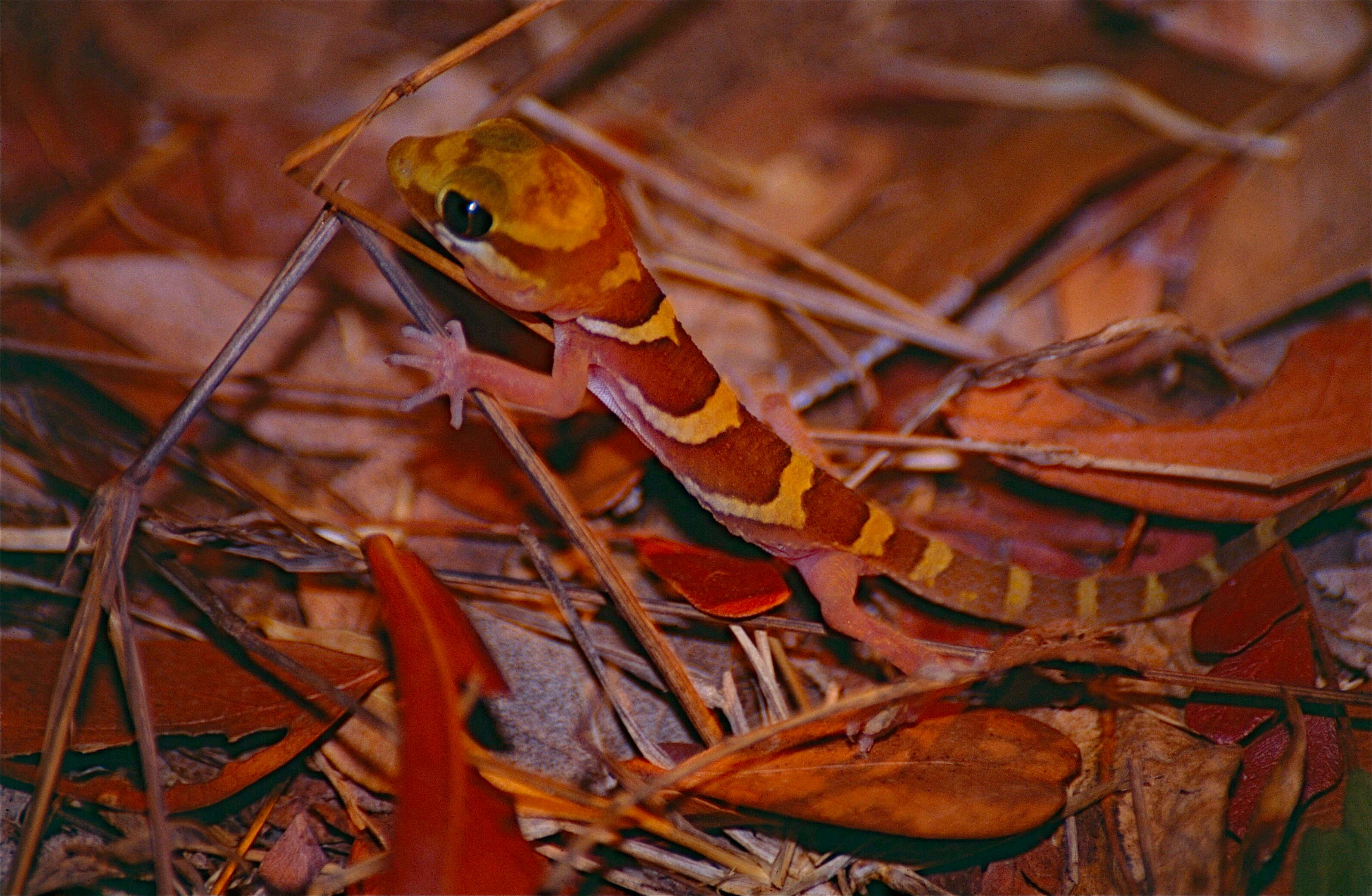 Image of Madagascar ground gecko