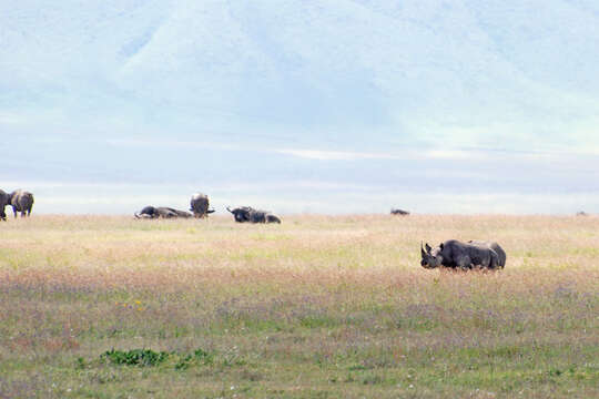 Image of Black Rhinoceros