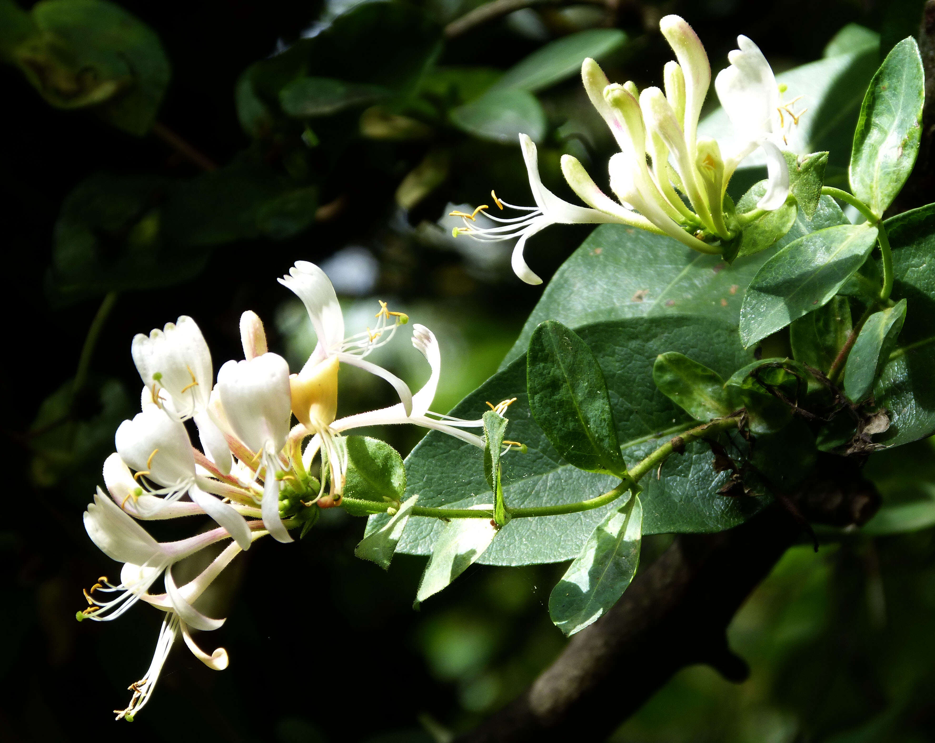 Image of honeysuckle