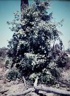 Image of turpentine tree