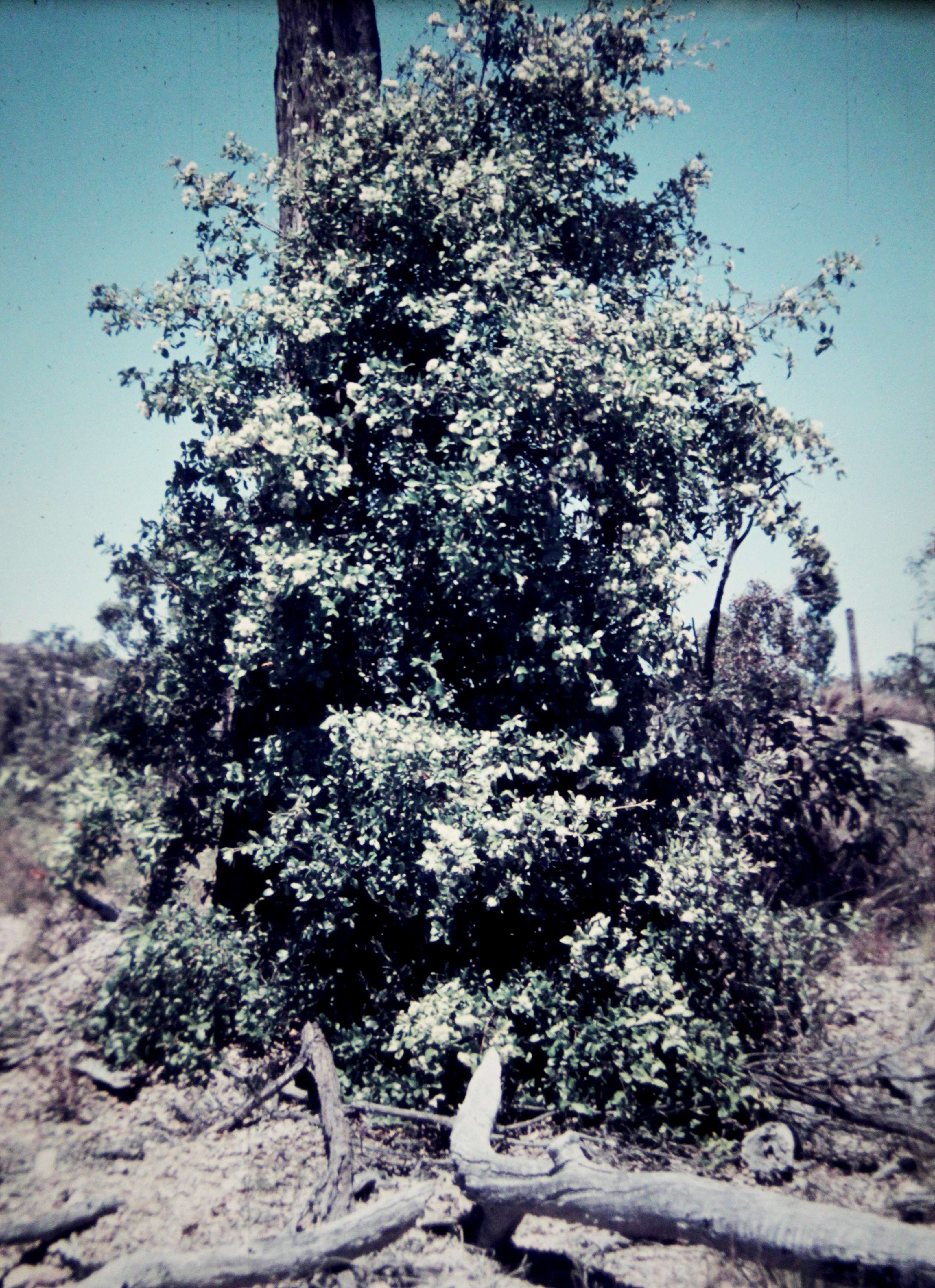 turpentine tree - Encyclopedia of Life