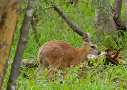 Image of Sharpe's Grysbok