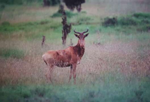 Image of <i>Alcelaphus buselaphus cokei</i>