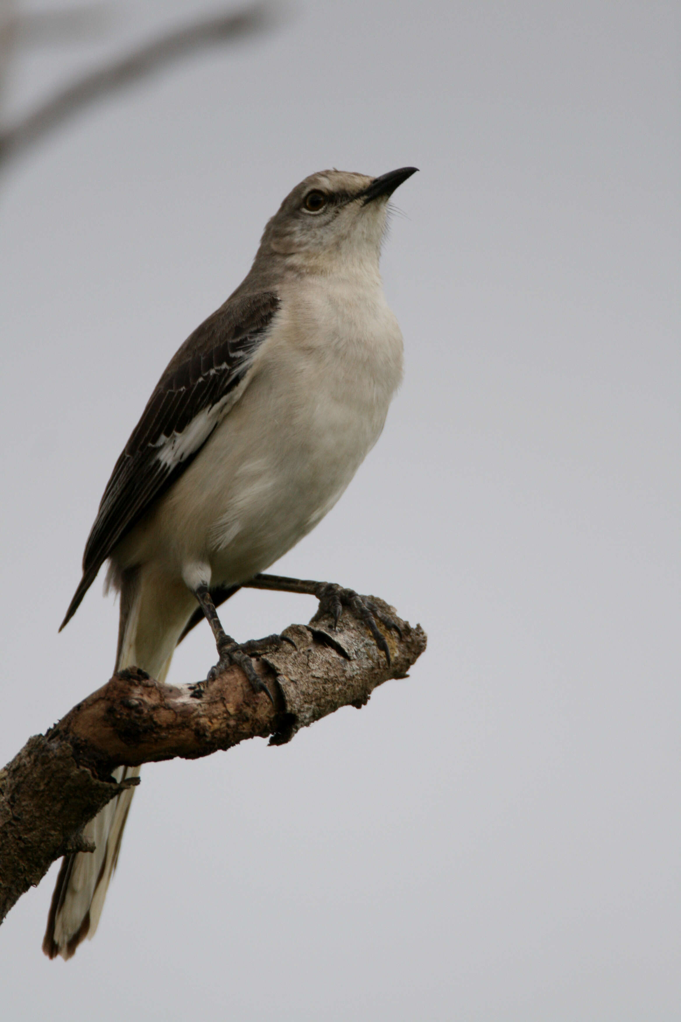 Image of Northern Mockingbird