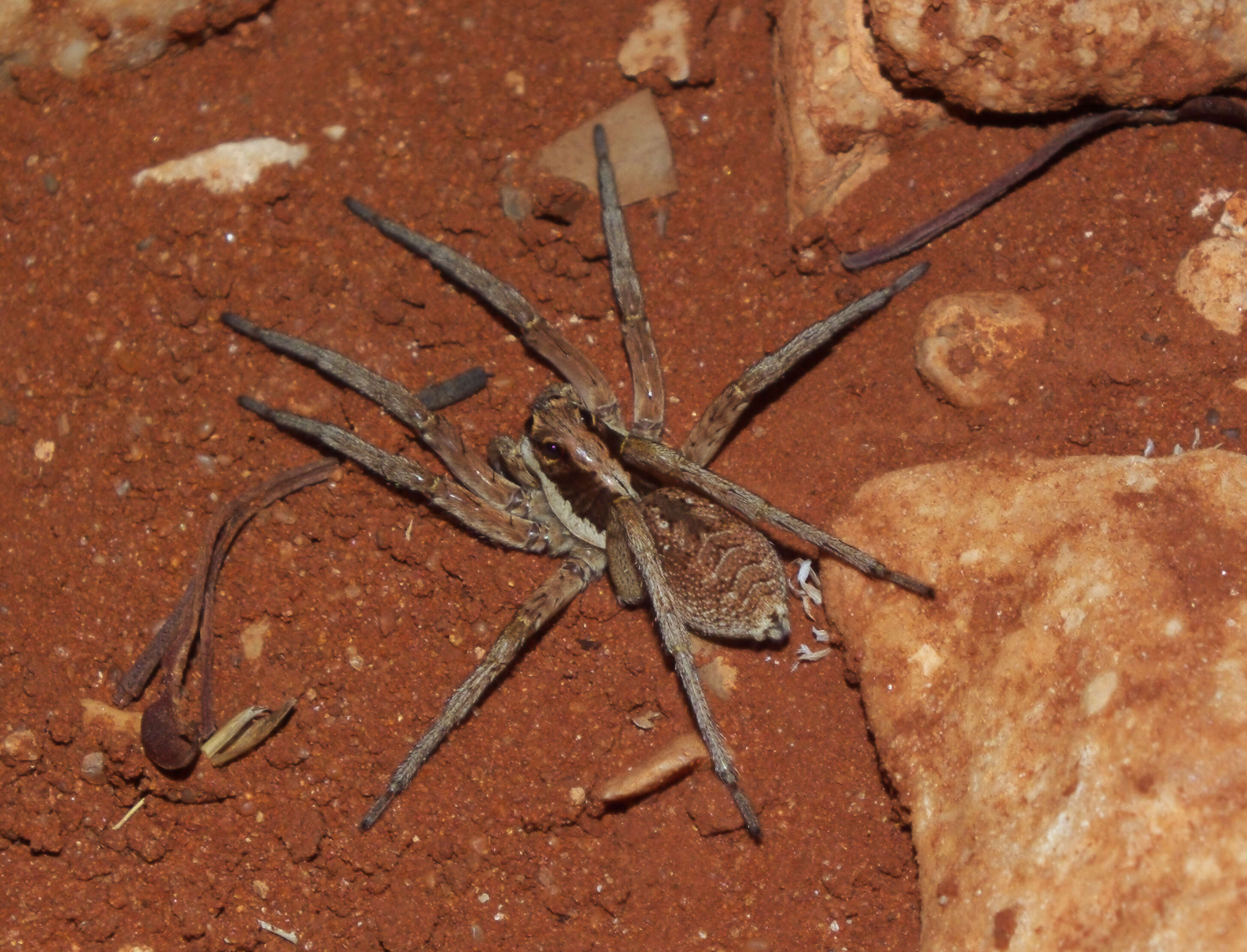 Image of wolf spiders