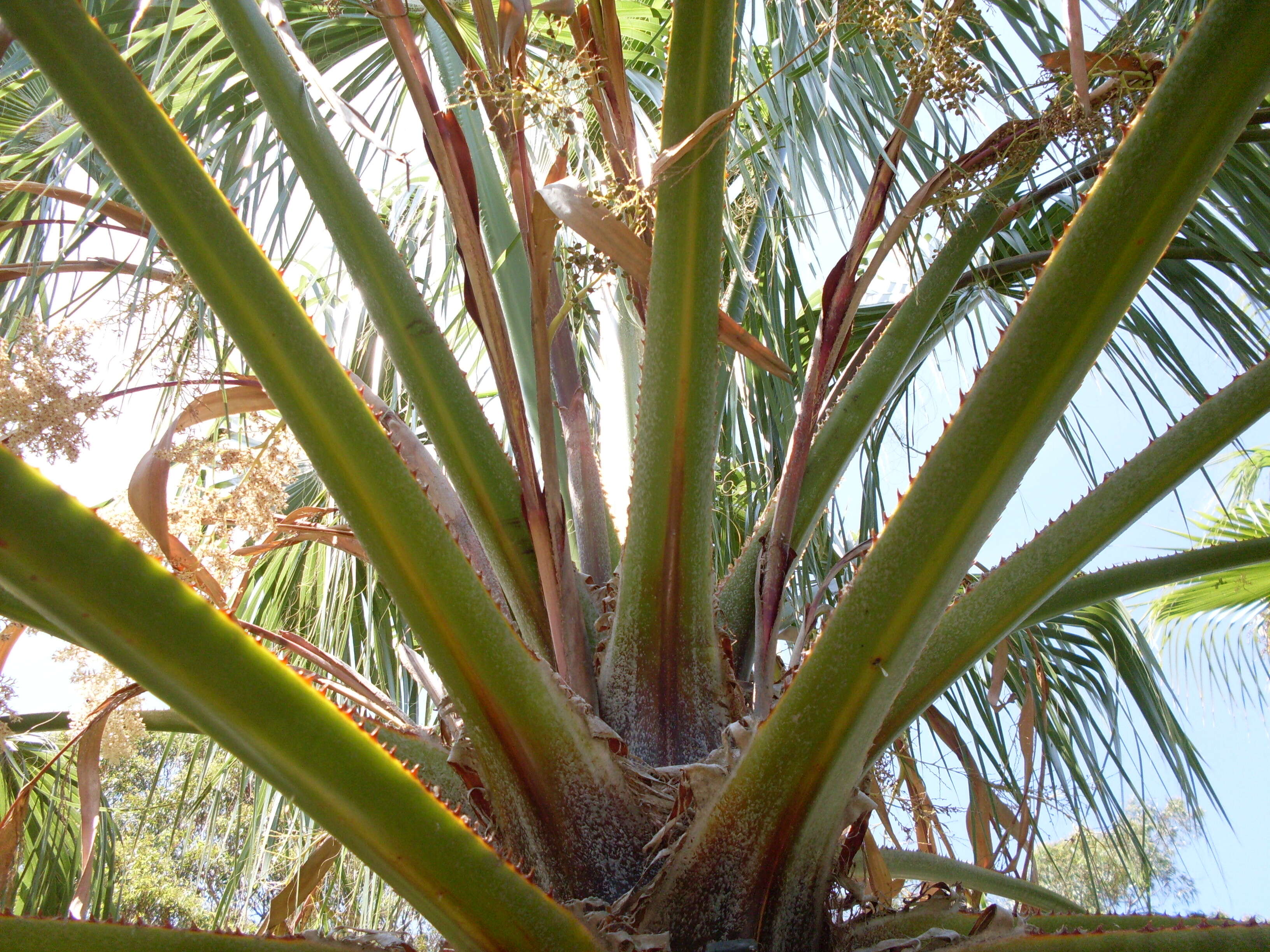 Image of fan palm