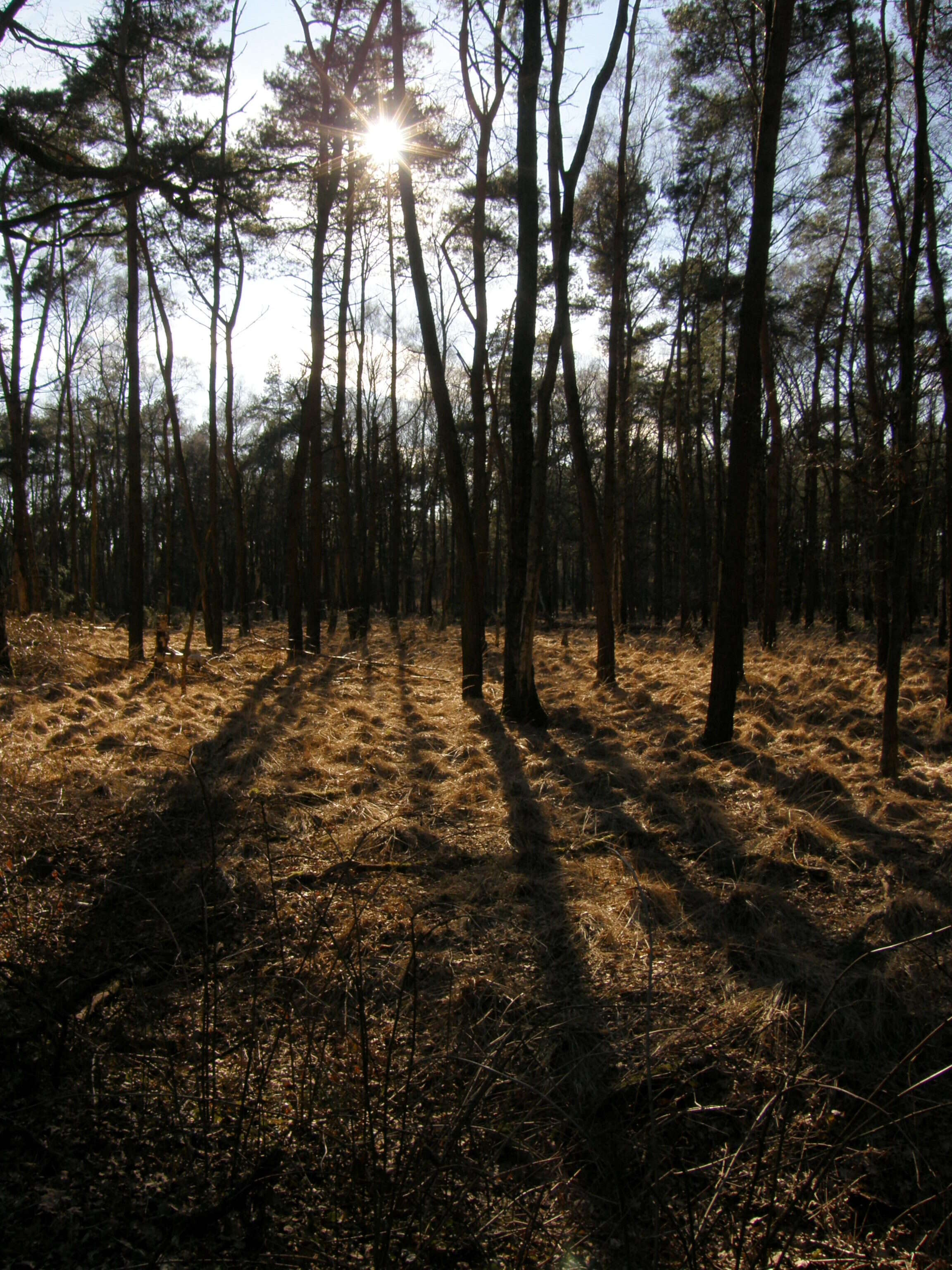 Image of Scotch Pine