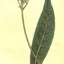 Image of Rhytidophyllum petiolare DC.