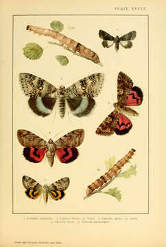 Catephia alchymista Schiffermüller 1776 resmi