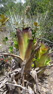 Image of lacebark