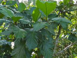 Image of breadfruit