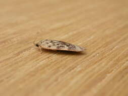 Image of concealer moths