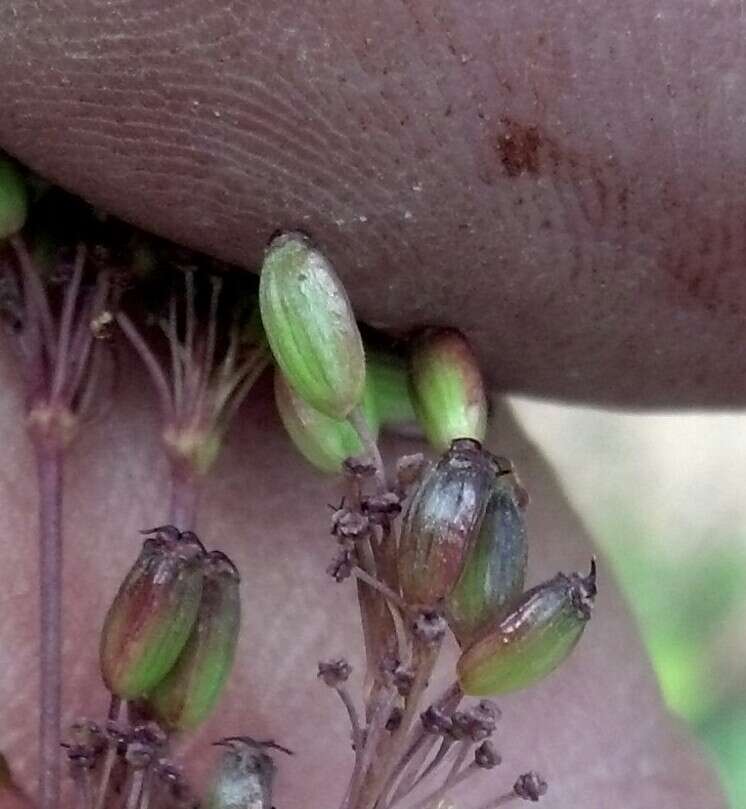 Oxypolis fendleri (A. Gray) Heller resmi