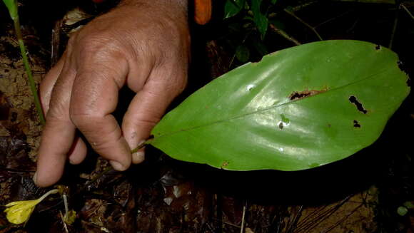 Image de Goeppertia brasiliensis (Körn.) Borchs. & S. Suárez