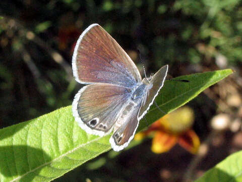 Image of Marine Blue