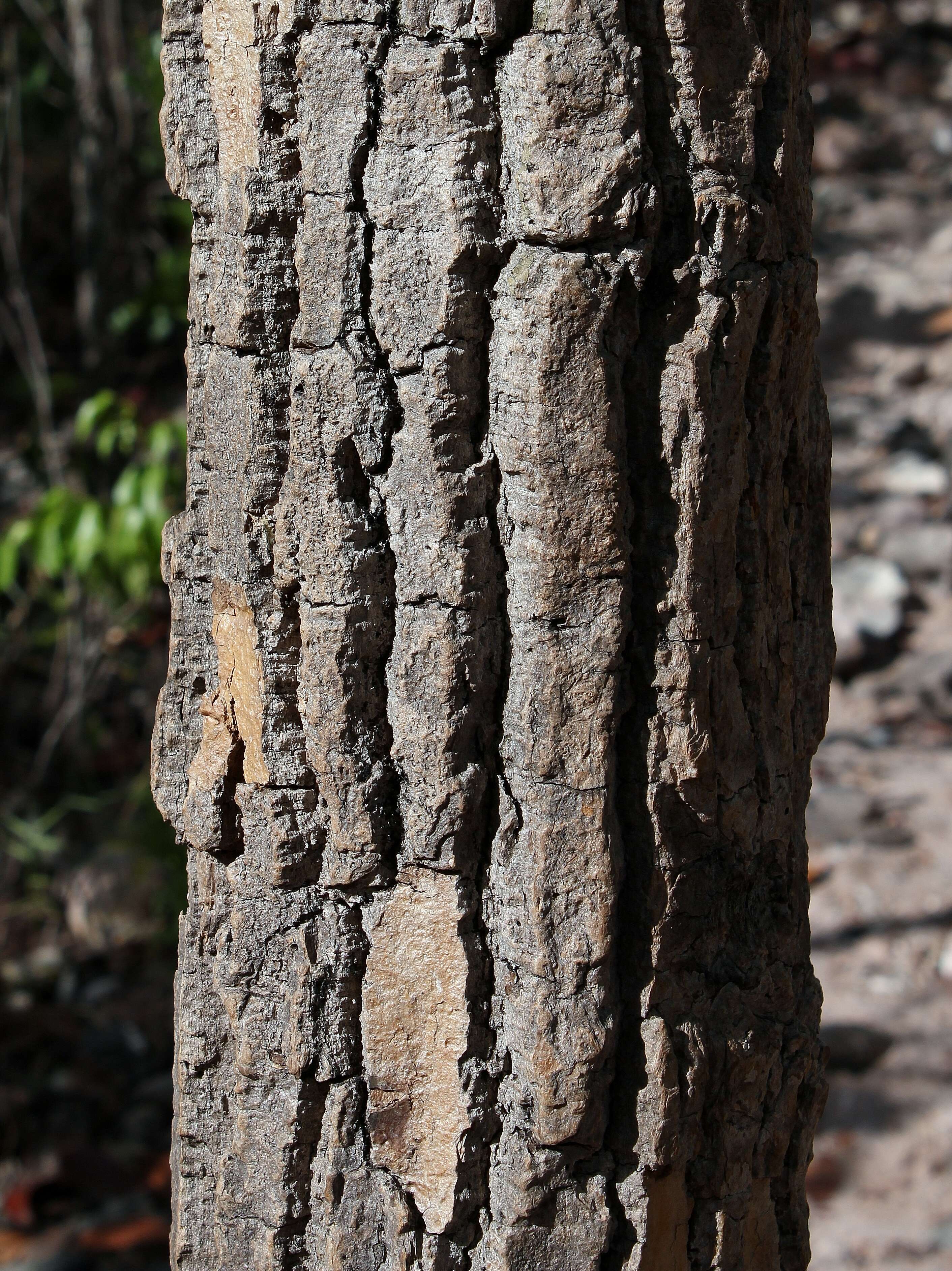 Himatanthus bracteatus (A. DC.) R. E. Woodson的圖片