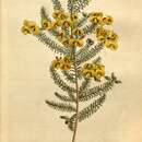 Image of Dillwynia parvifolia Sims