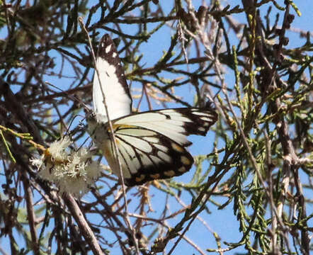 Image of Pioneer; Caper White