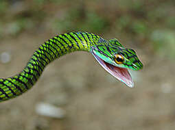 Image of Irregular Green Snake