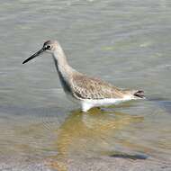 Image of Willet