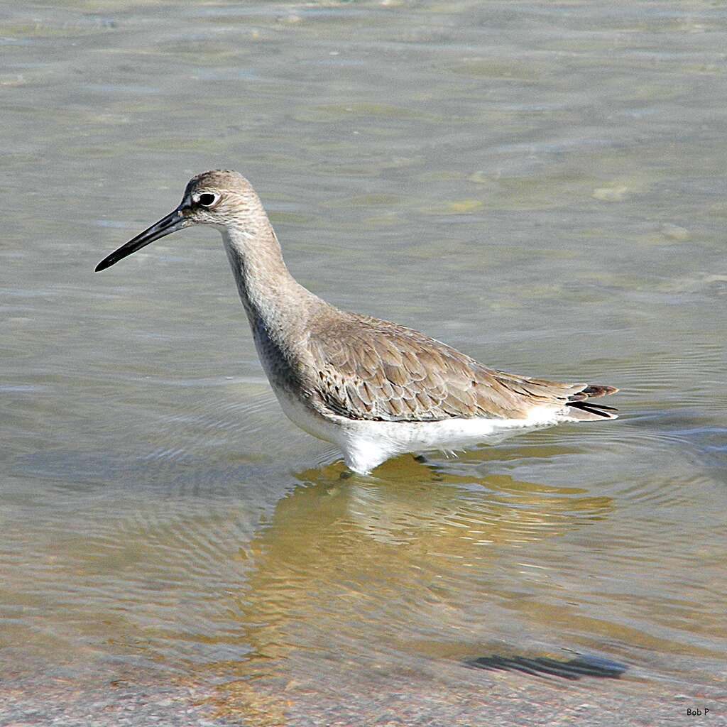 Image of Willet