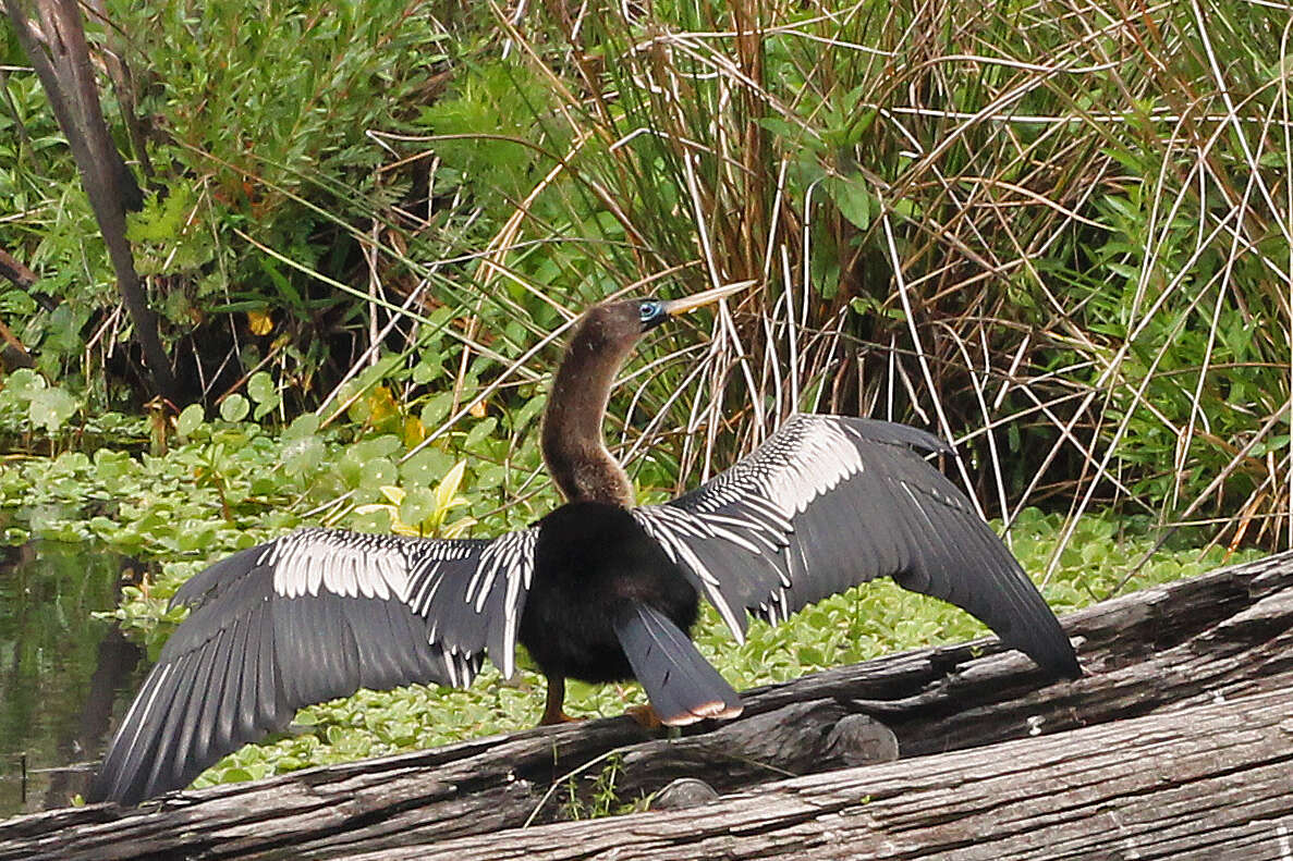 Image de Anhinga d'Amérique