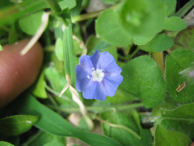 Image of dwarf morning-glory