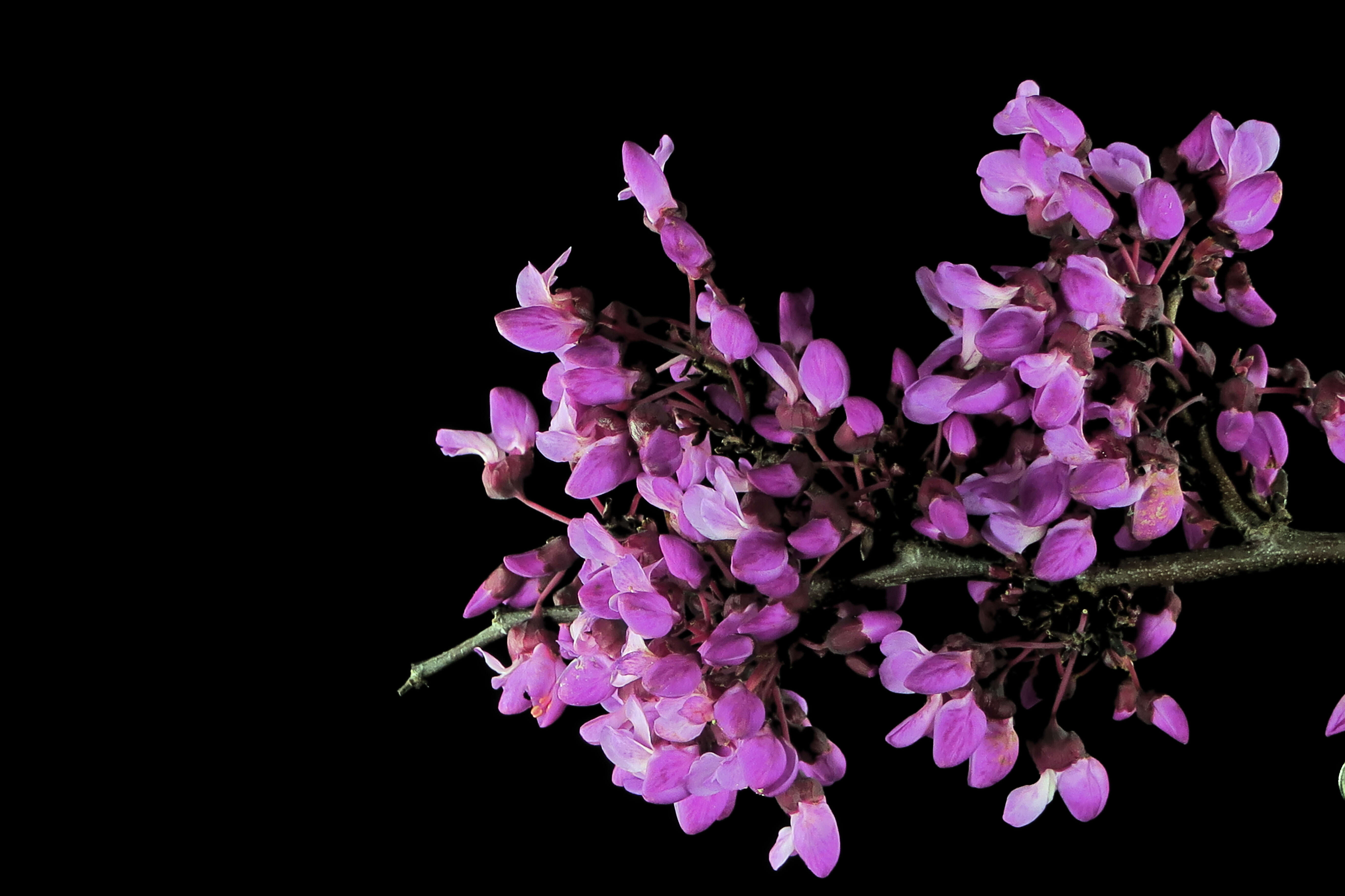 Слика од Cercis