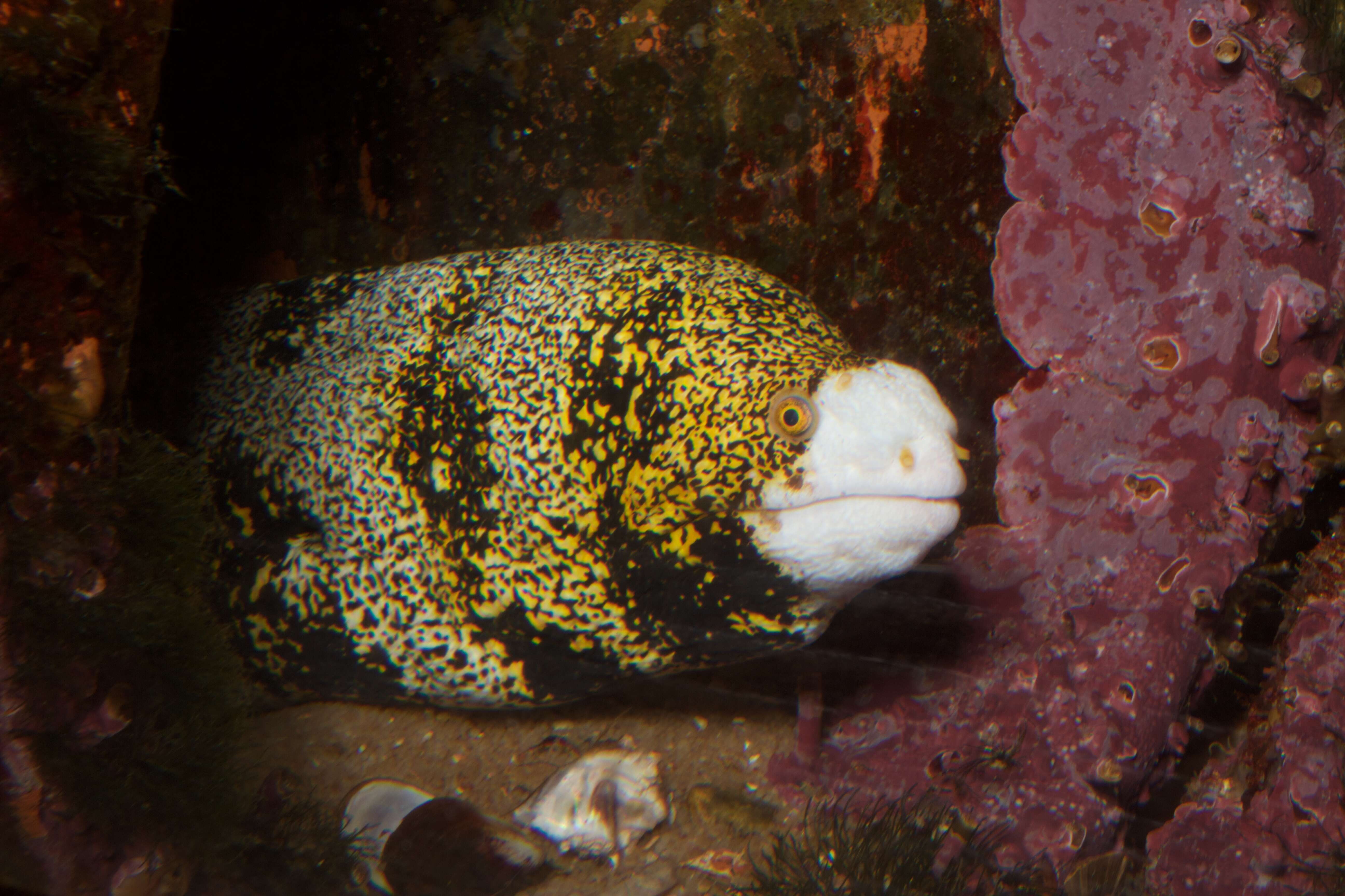 Image of Snowflake moray