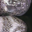 Image of Indian Water Snake