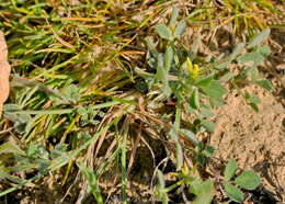 Image of hairy medick