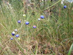 Image of Dianella