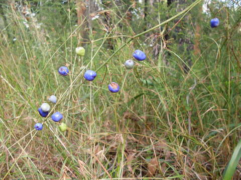 Image of Blueberry Flax Lily