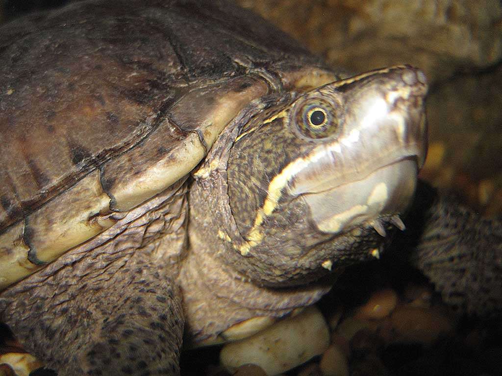 Image of Common Musk Turtle