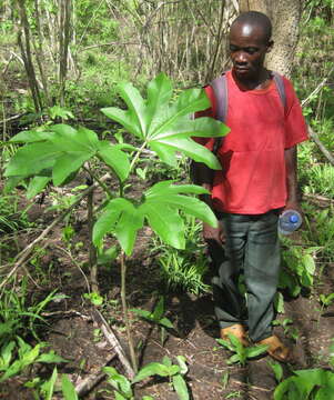 Image of Jatropha macrophylla Pax & K. Hoffm.