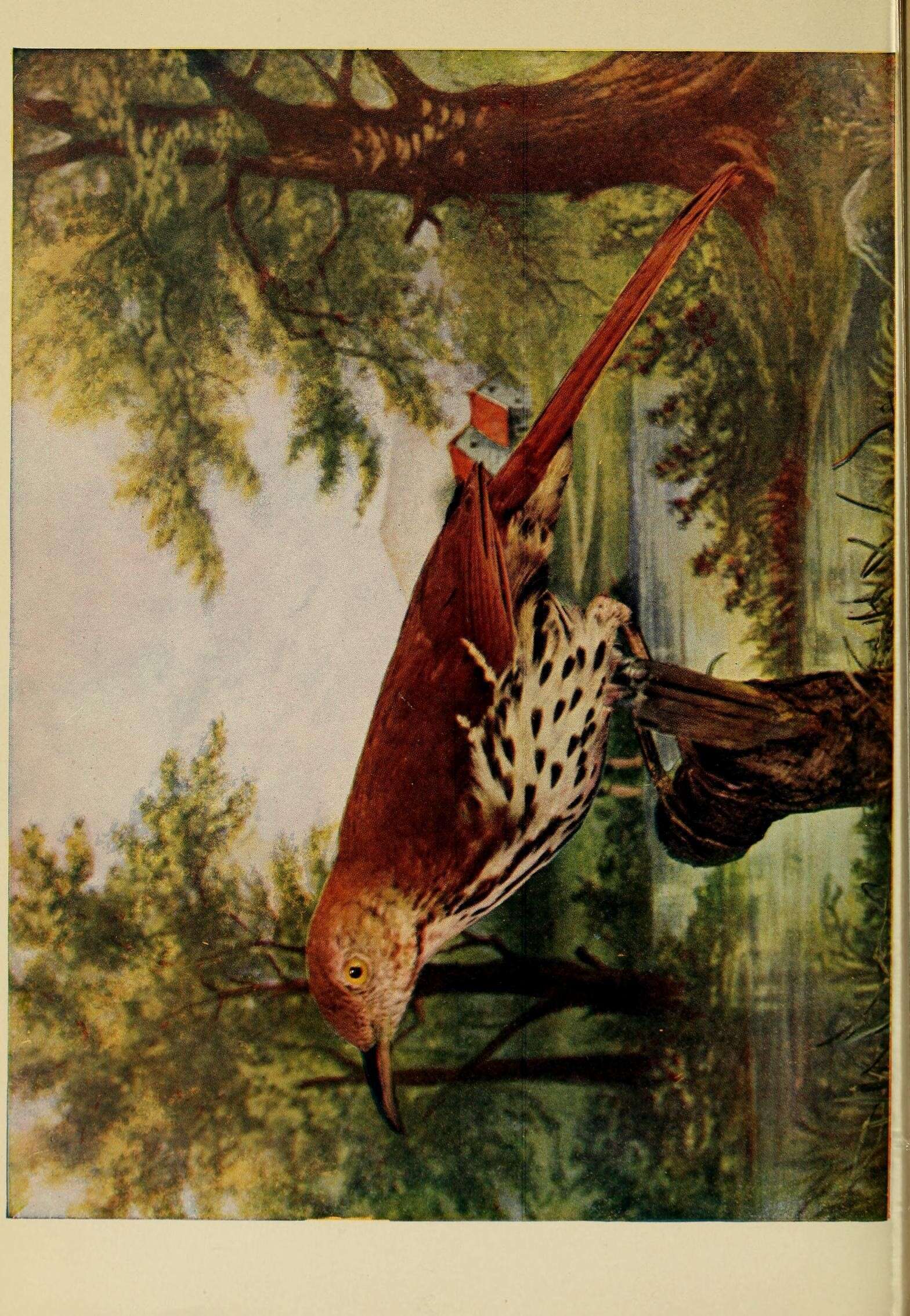 Image of Toxostoma Wagler 1831