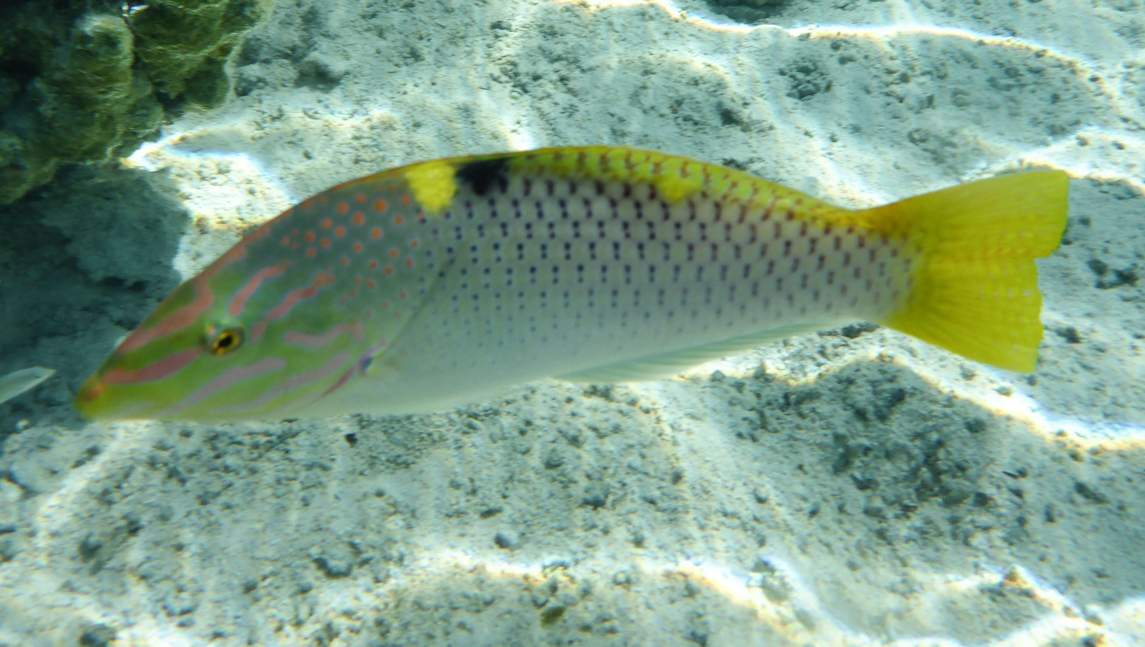 Image of Checkerboard wrasse