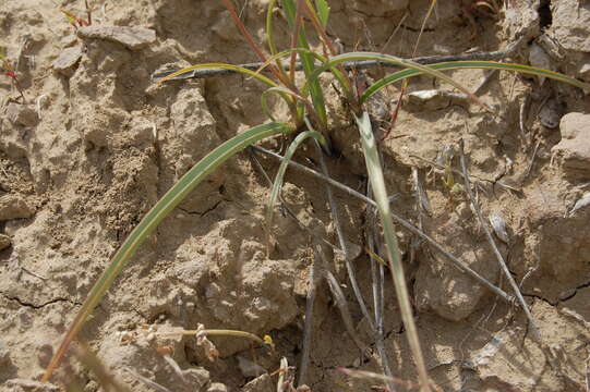 Image of Calochortus ciscoensis S. L. Welsh & N. D. Atwood