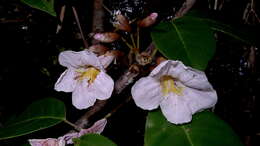 Image of Tabebuia elliptica (DC.) Sandwith