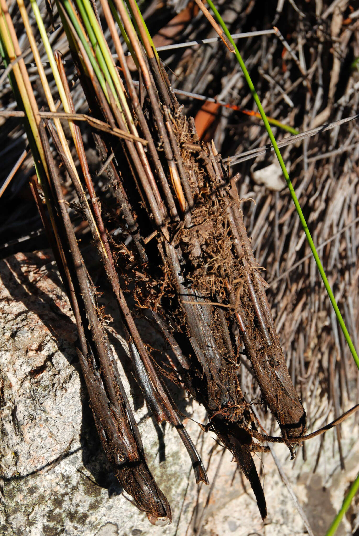 Image of Lepidosperma