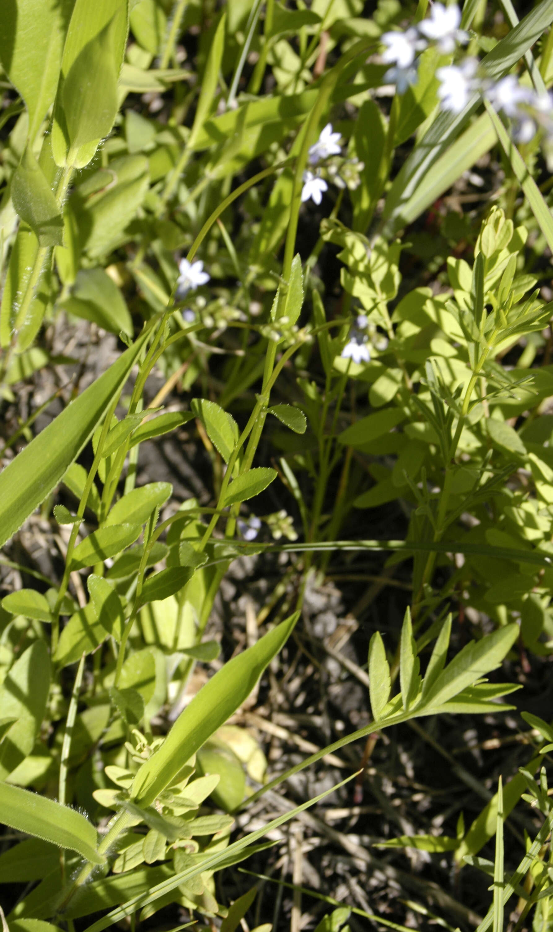 صورة Lobelia spicata Lam.