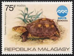 Image of Asian box turtle