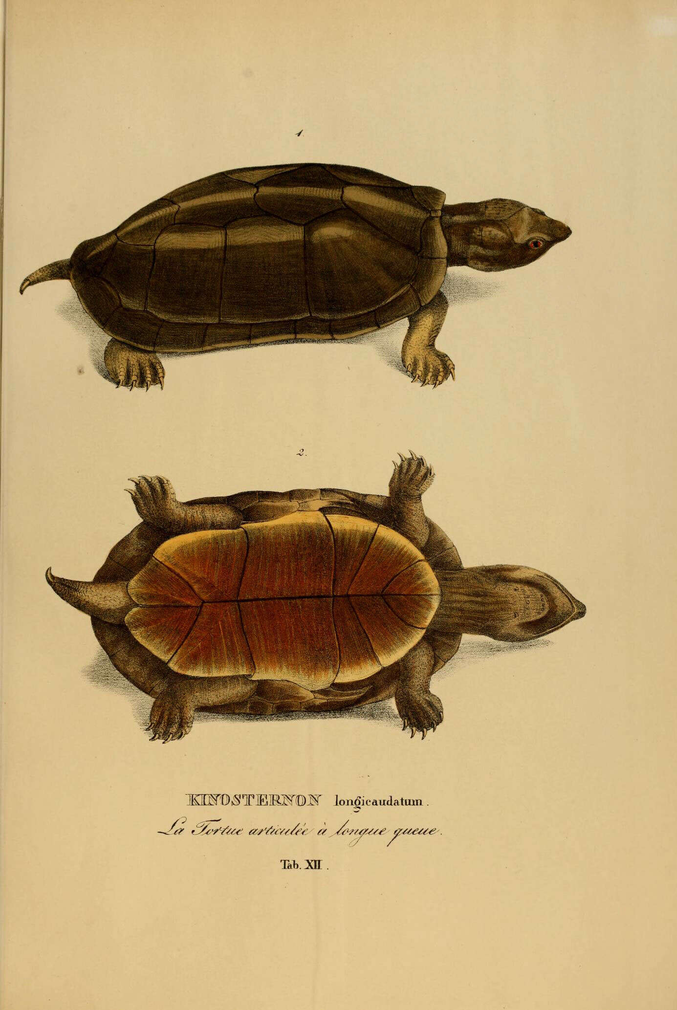 Image of mud turtles