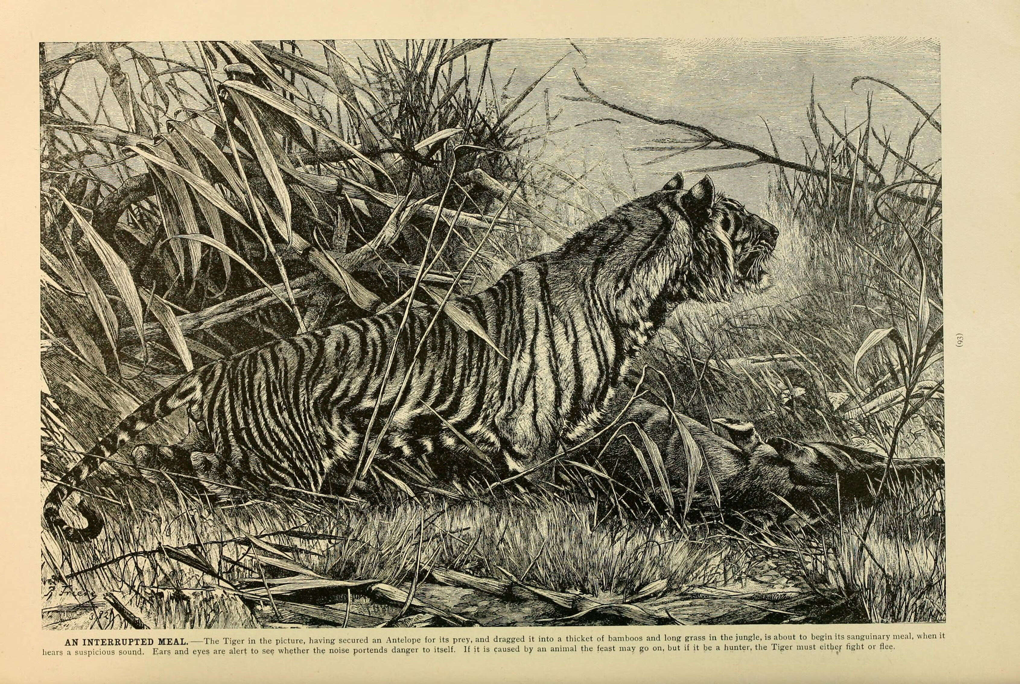 Image of Tiger