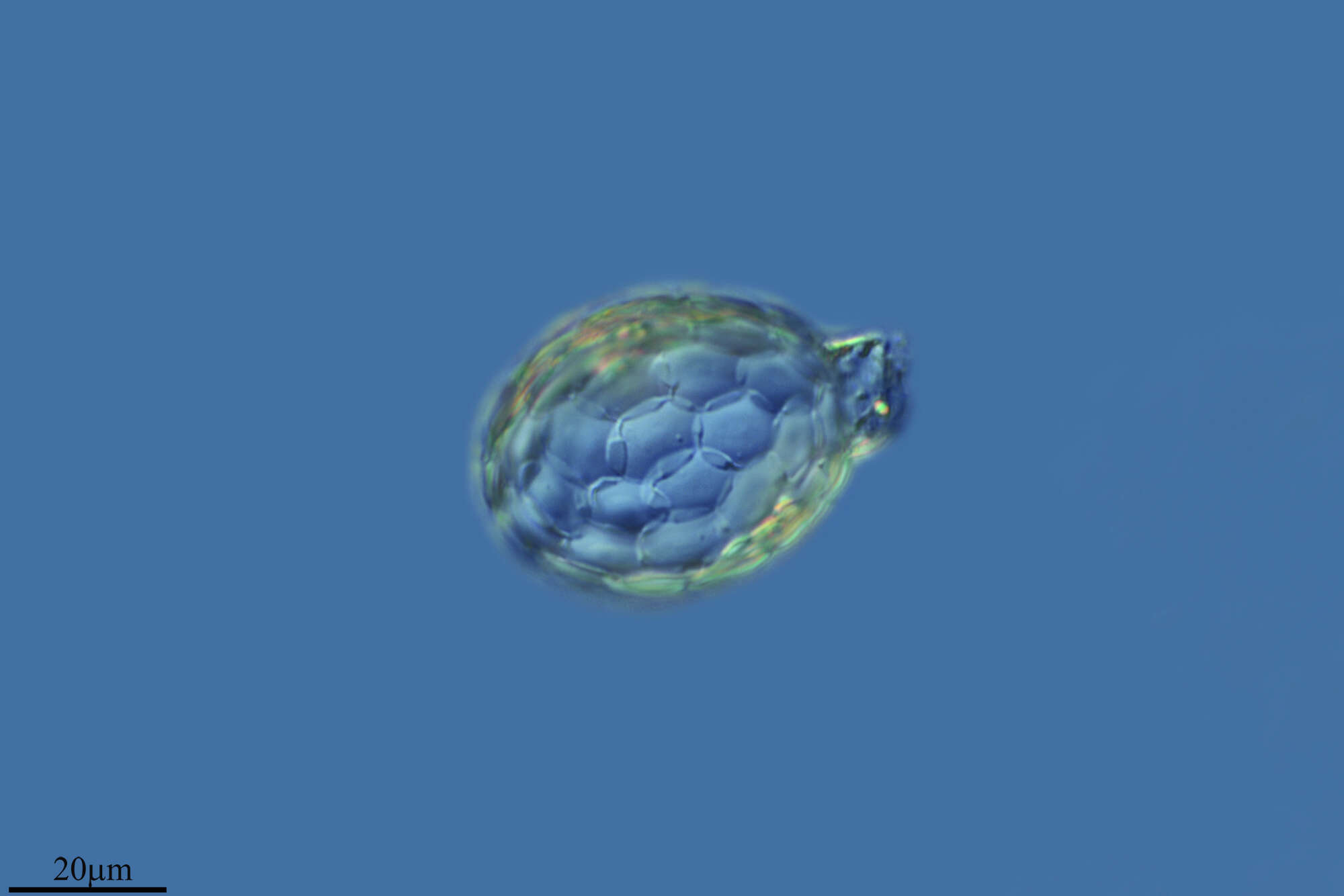 Image of Sphenoderiidae