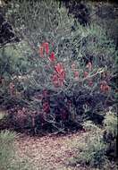 Image of heath-leaf banksia