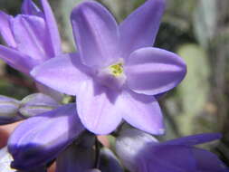 صورة Dichelostemma capitatum (Benth.) Alph. Wood