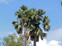 Image of borassus palm