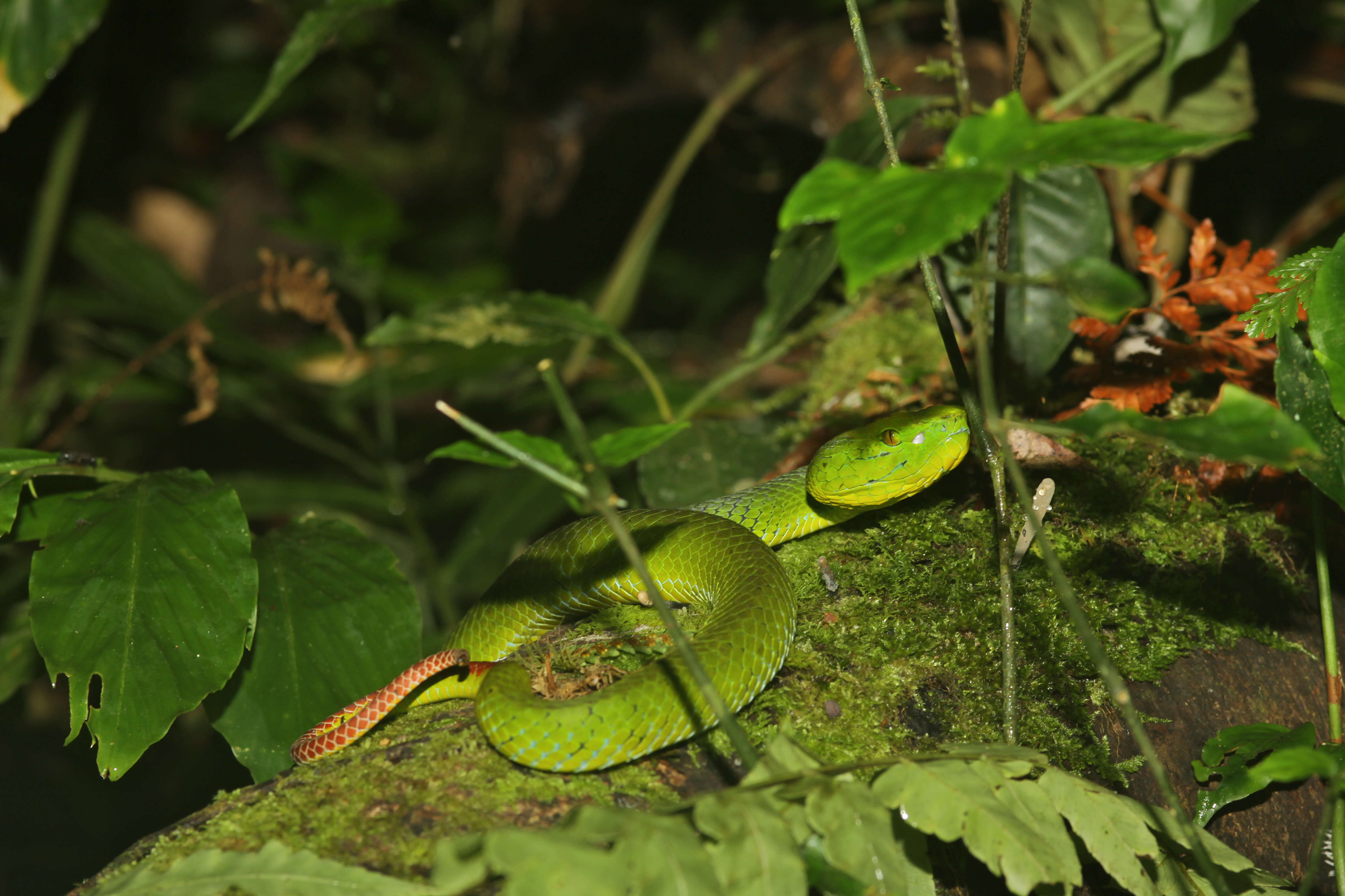 Image of Trimeresurus nebularis Vogel, David & Pauwels 2004