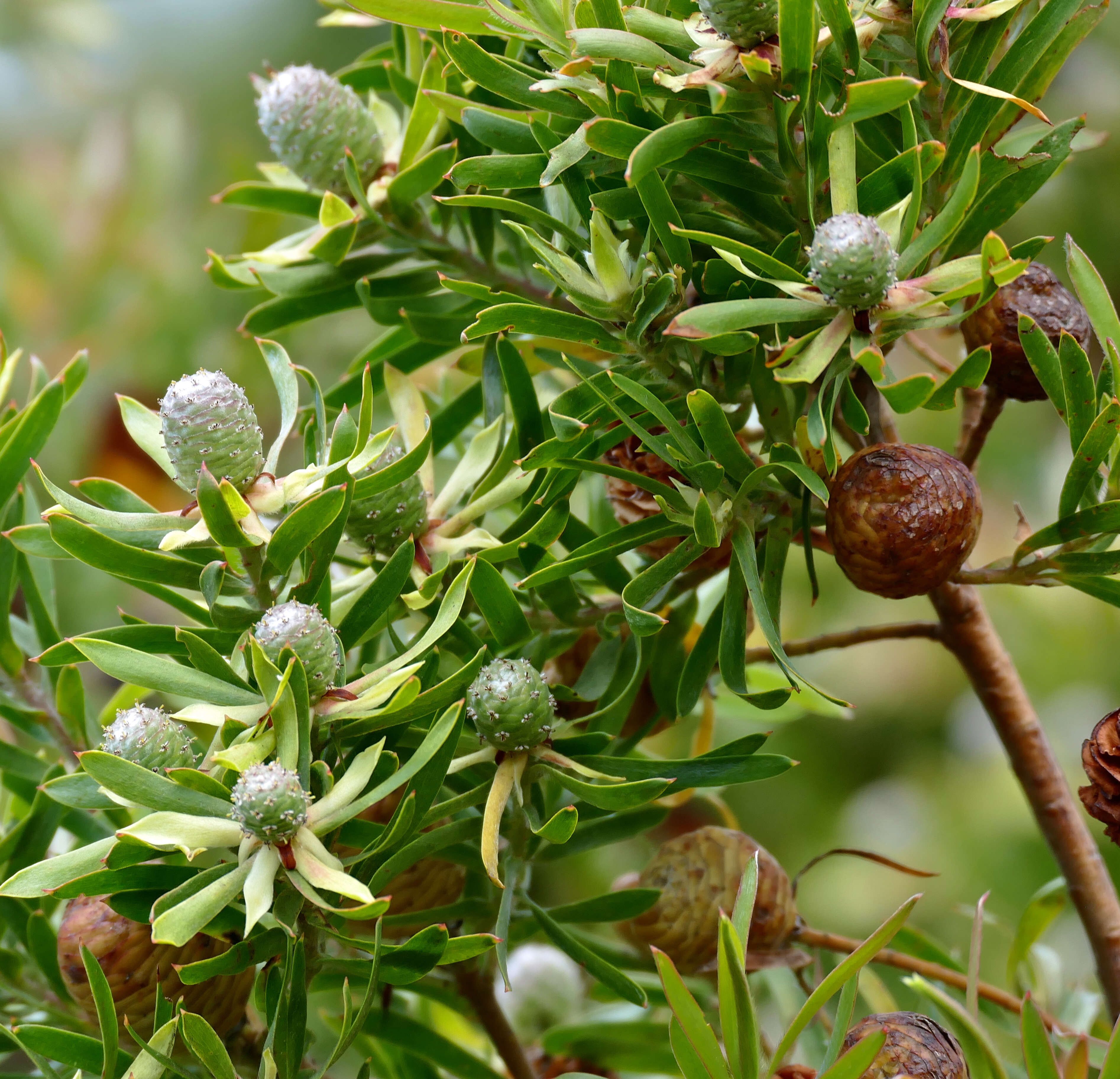 Image of Leucadendron floridum R. Br.
